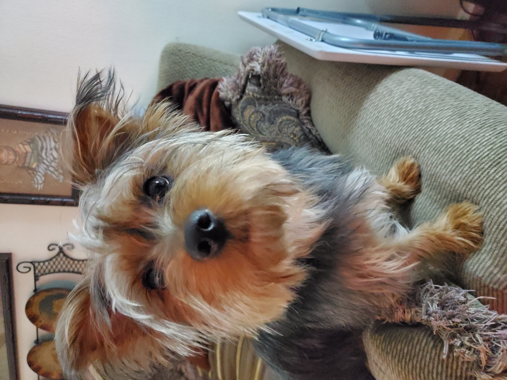 Pet