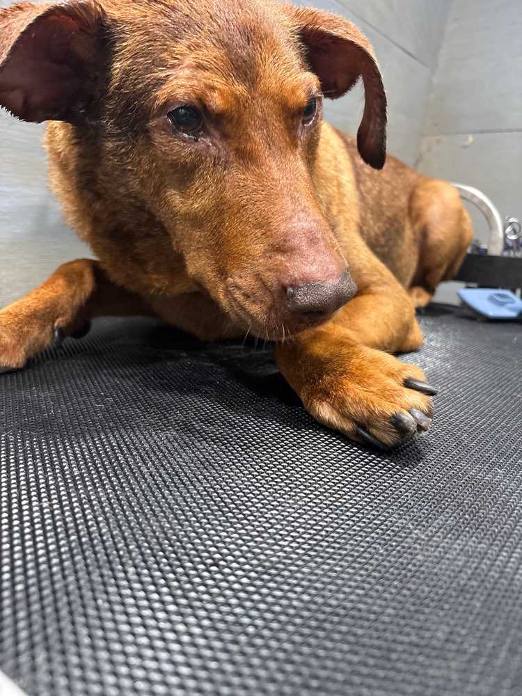 Vinny