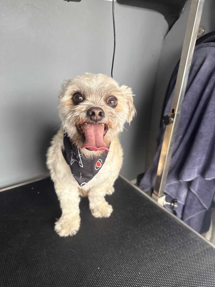 Dog Pet Photo
