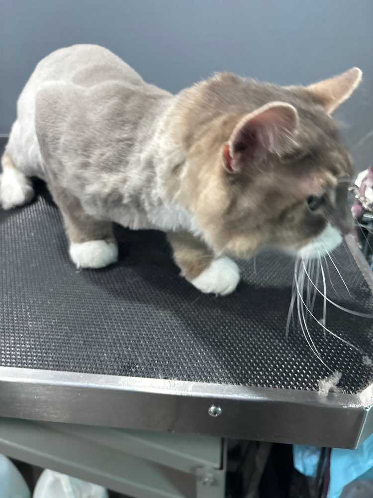 Oliver