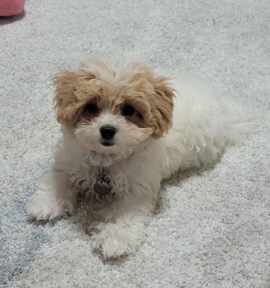 Pet