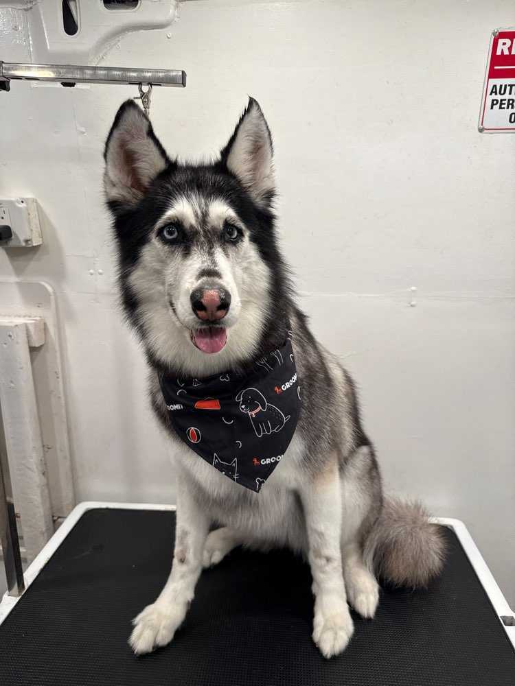 Akira