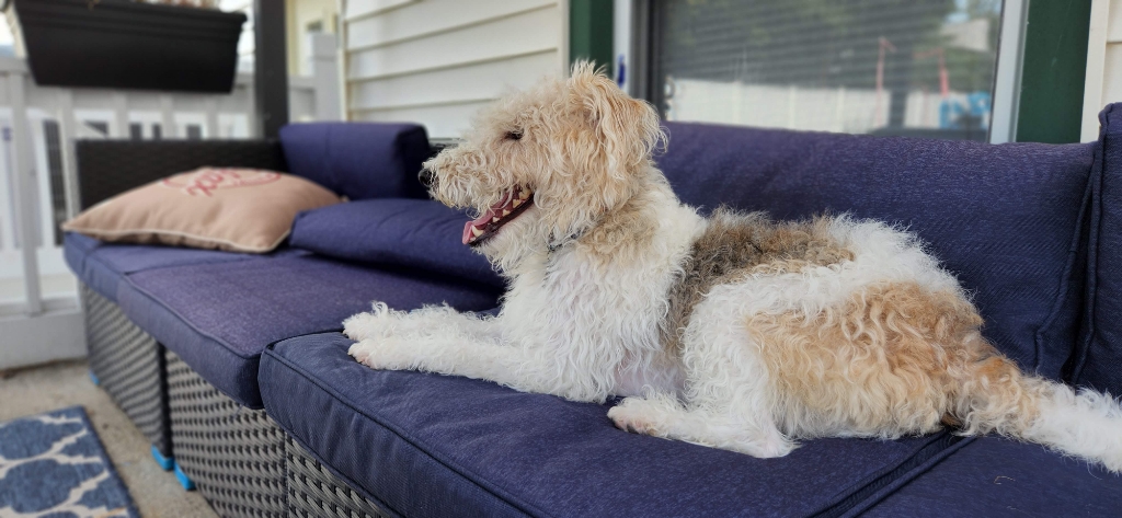 Auggie