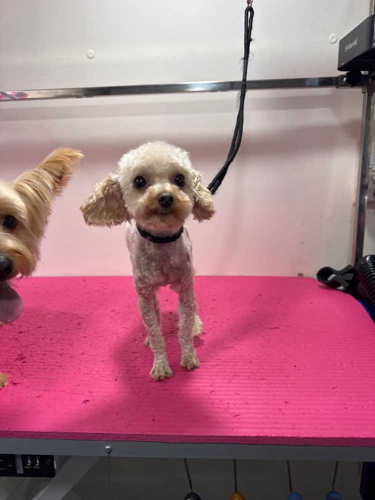 Dog Pet Photo
