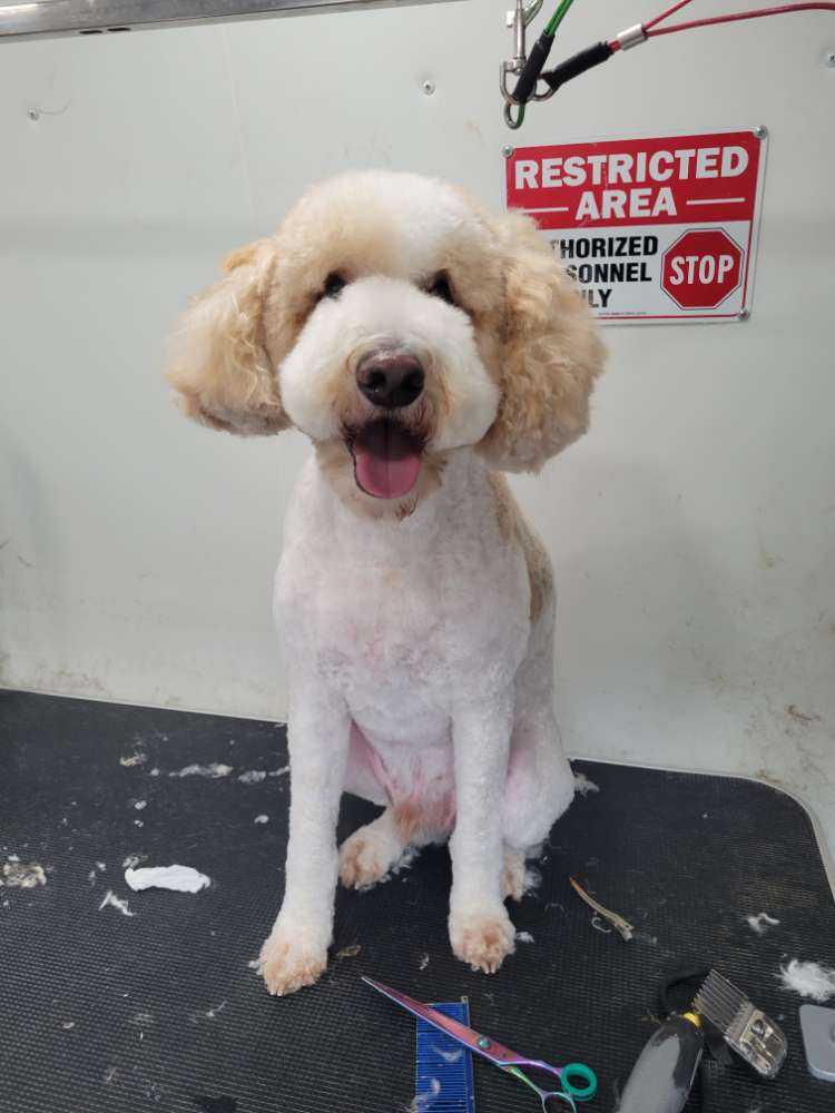 Dog Pet Photo