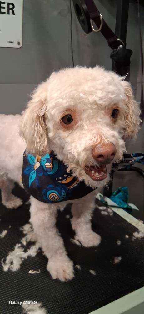 Dog Pet Photo