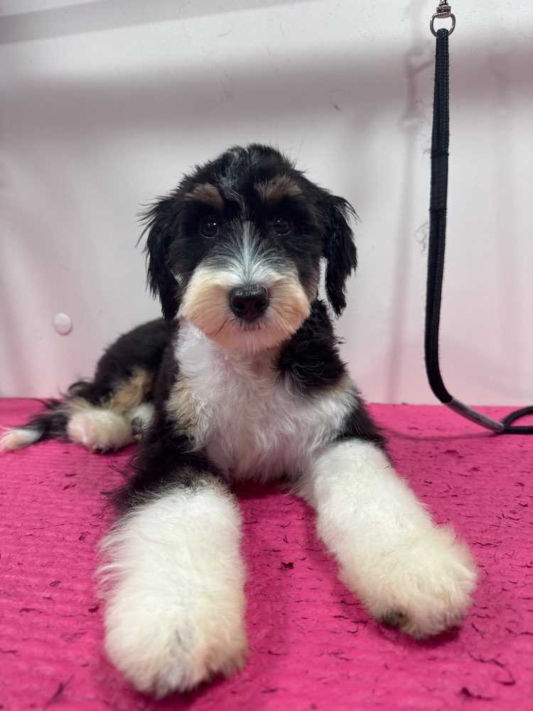Finn