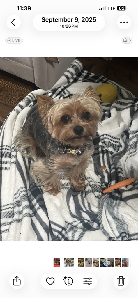 Pet