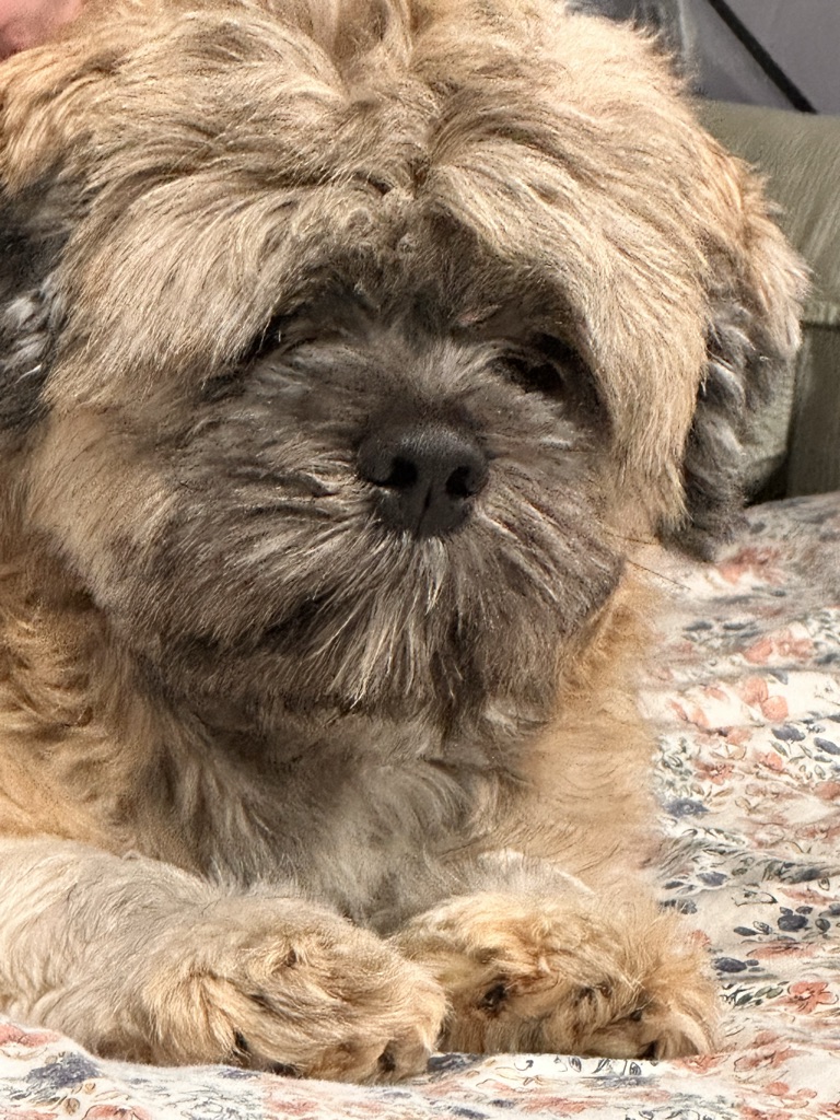 Dog Pet Photo