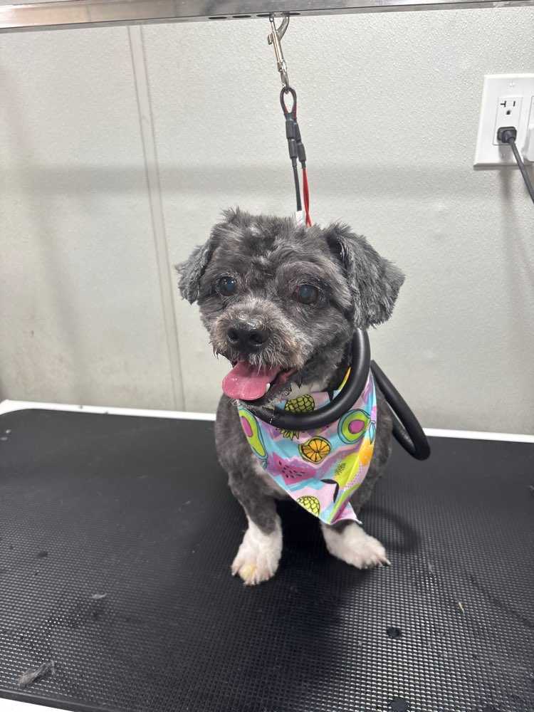 Dog Pet Photo