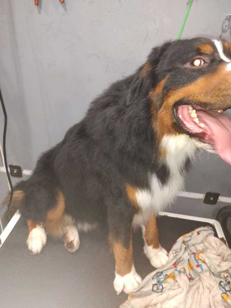 Dog Pet Photo
