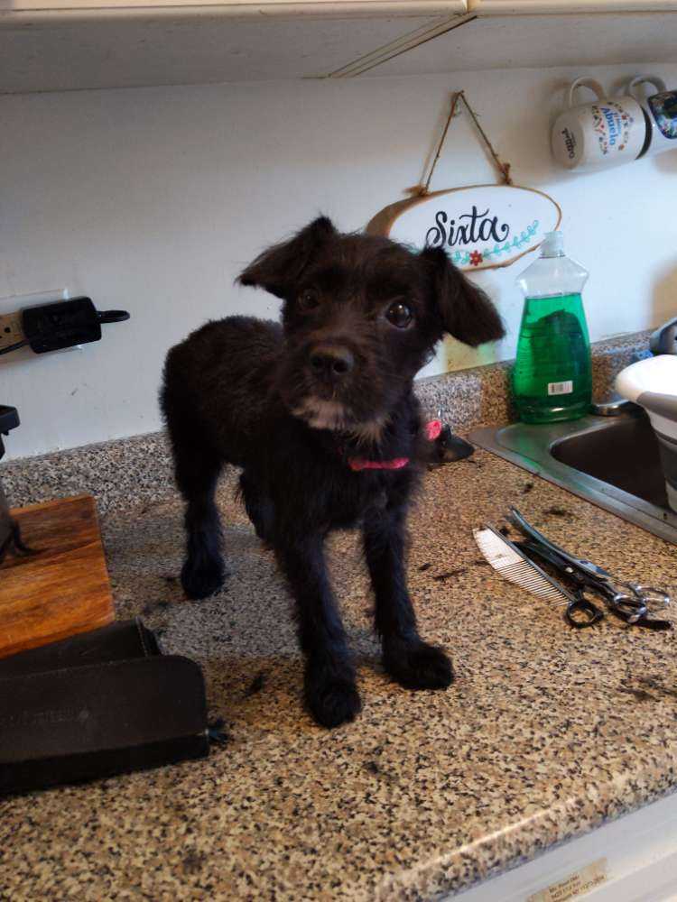 Dog Pet Photo