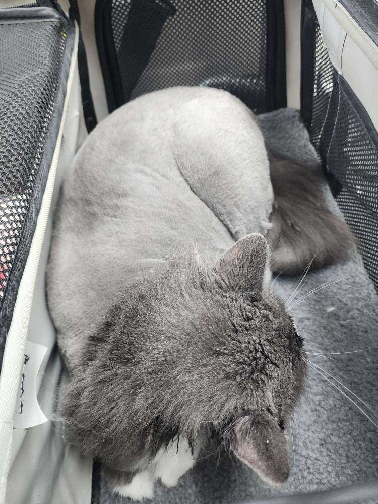 Georgie