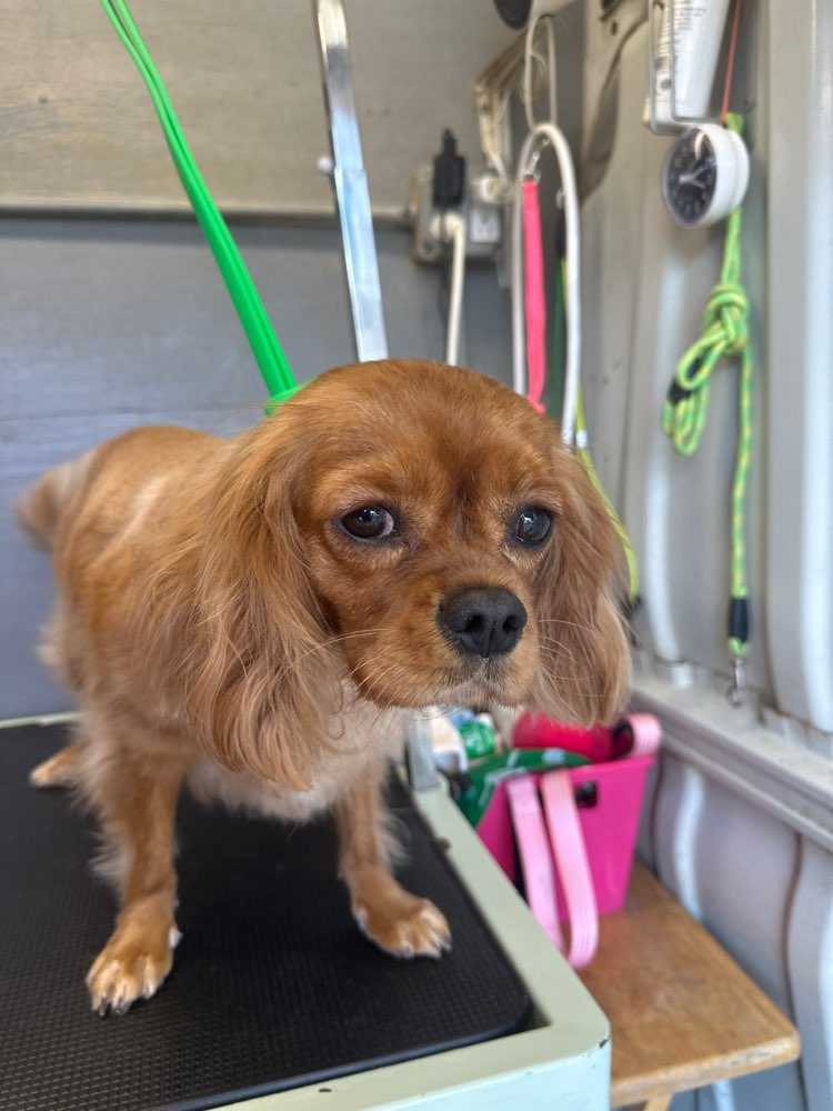 Willow