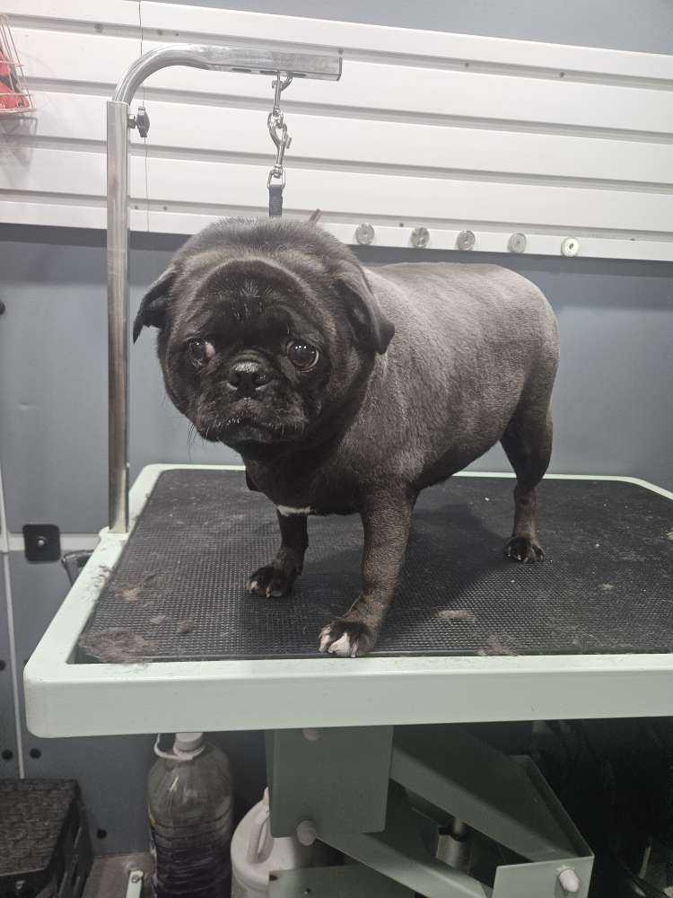 Pepper