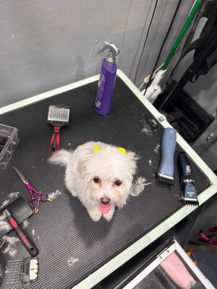 Dog Pet Photo