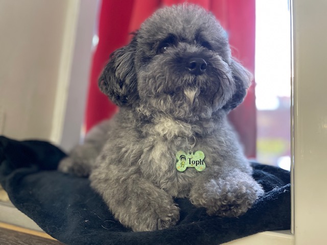 Pet