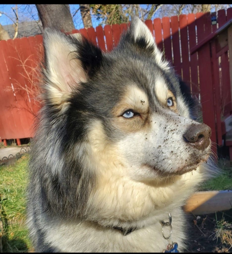 Dog Pet Photo