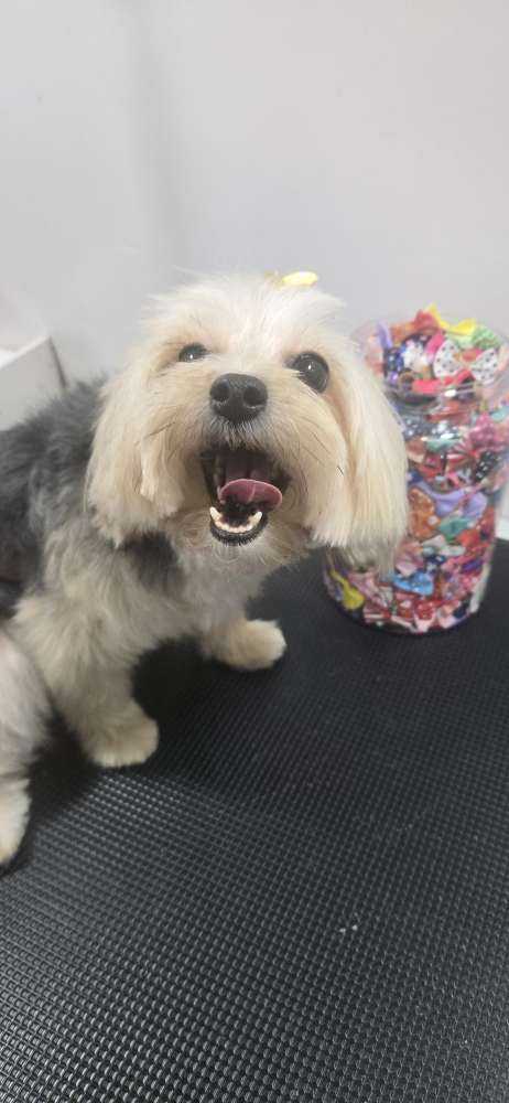 Dog Pet Photo