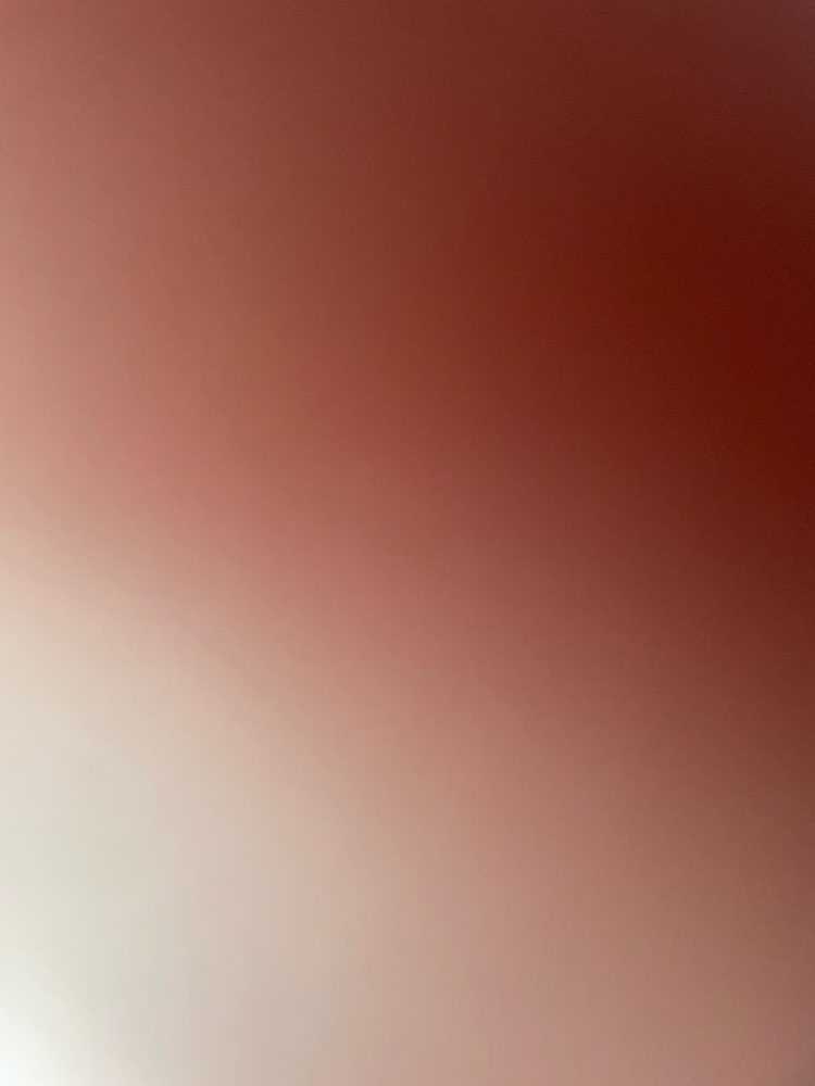 Dog Pet Photo