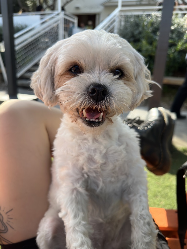 Dog Pet Photo