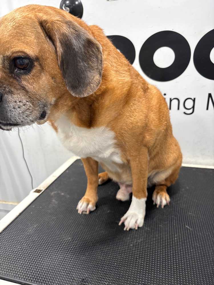 Dog Pet Photo