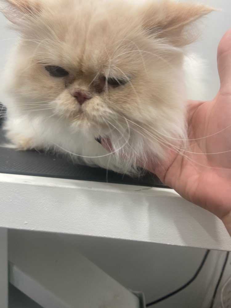 Yoda
