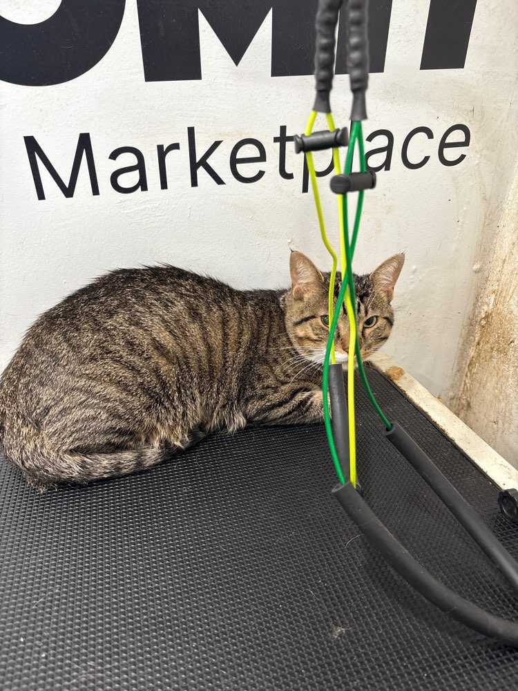 Pet Profile