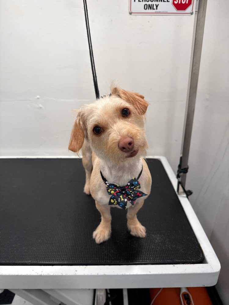Dog Pet Photo