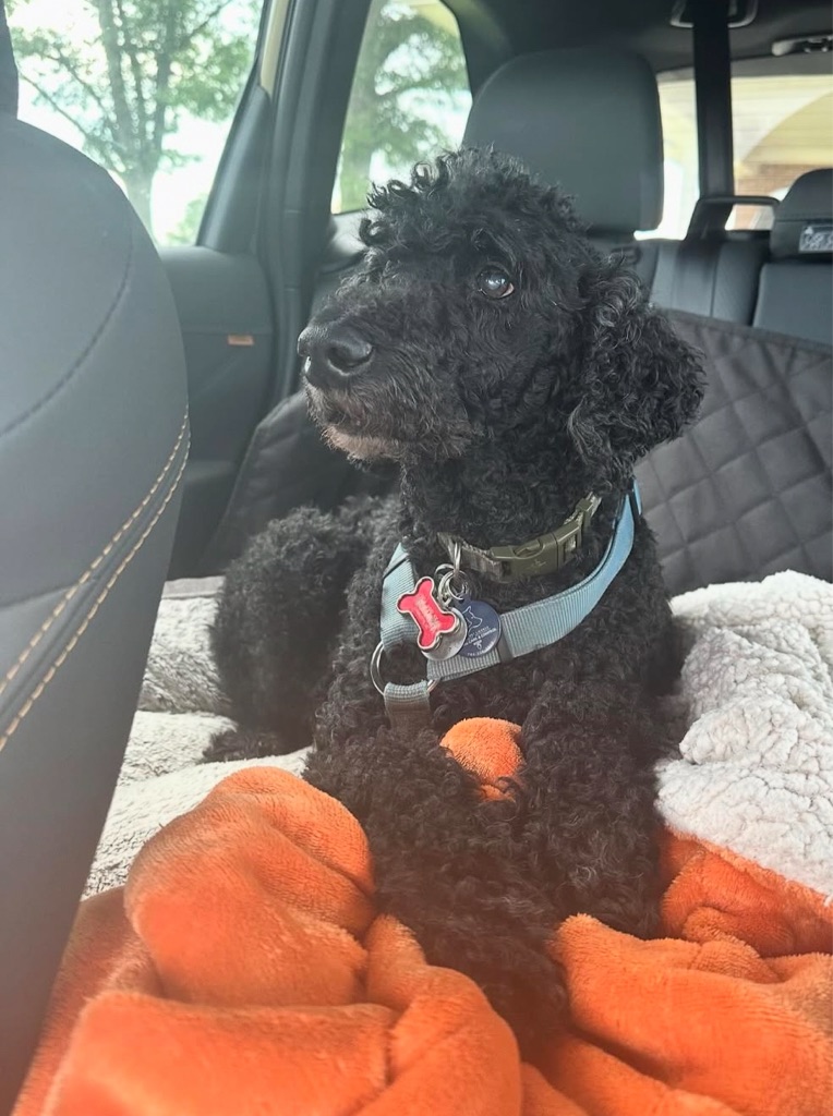 Dog Pet Photo