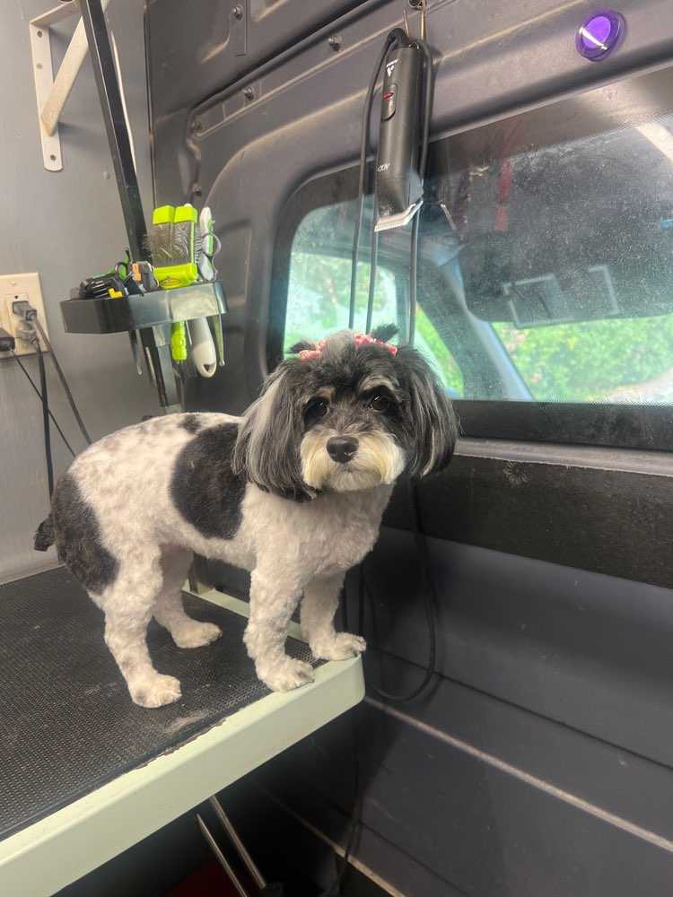 Bailee