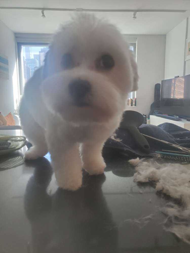 Lola