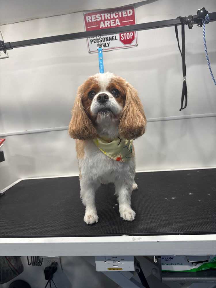 piper