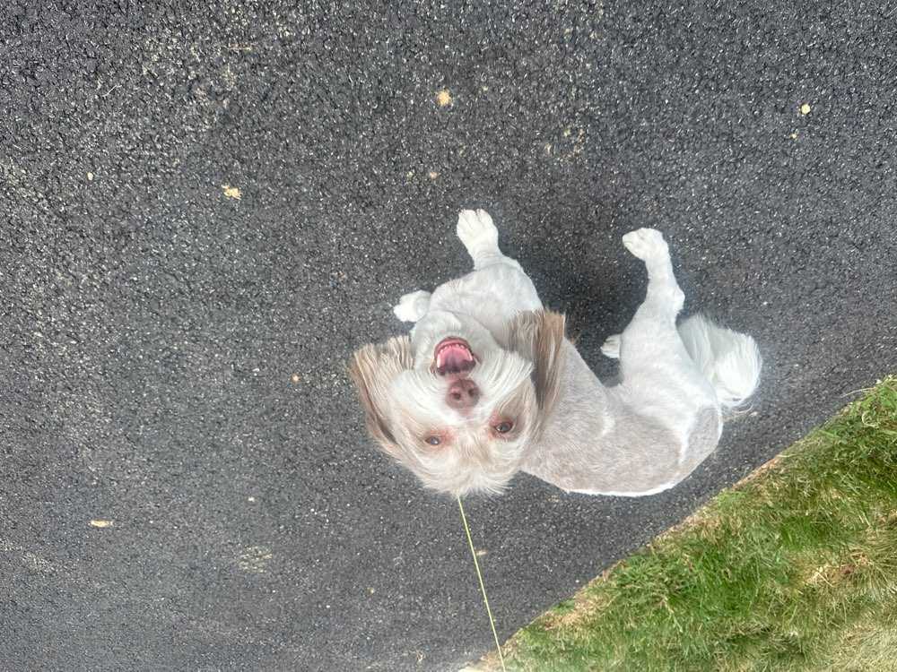 Lucy