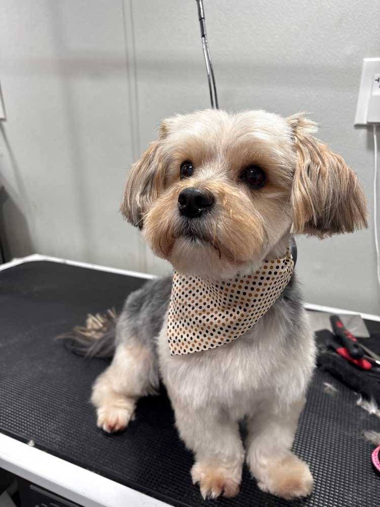 Sinatra