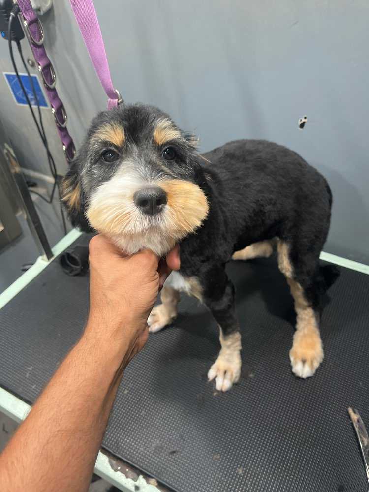 Hazel