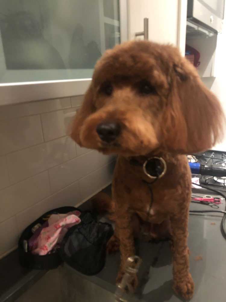 Otto