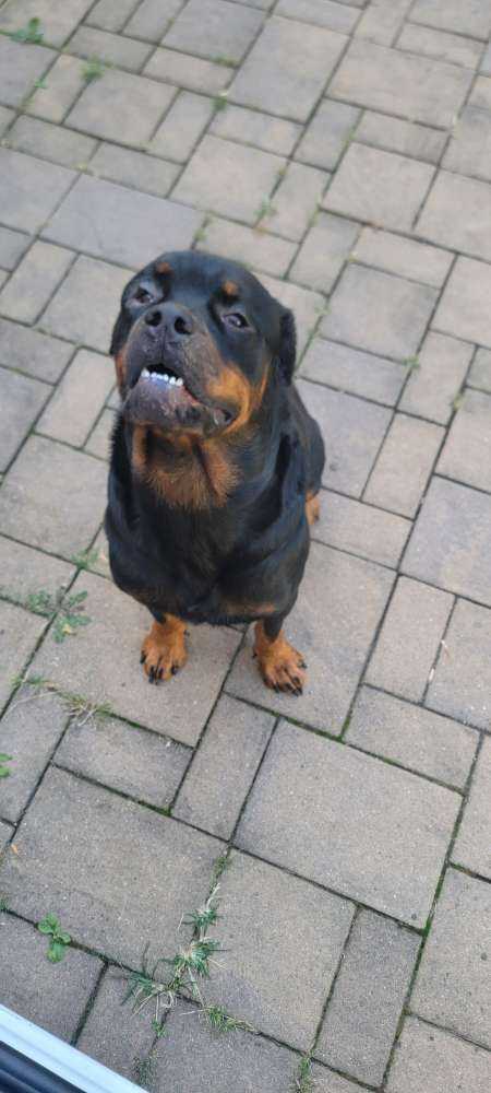 Scooby