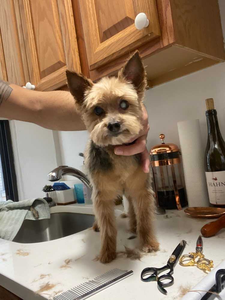 Oscar