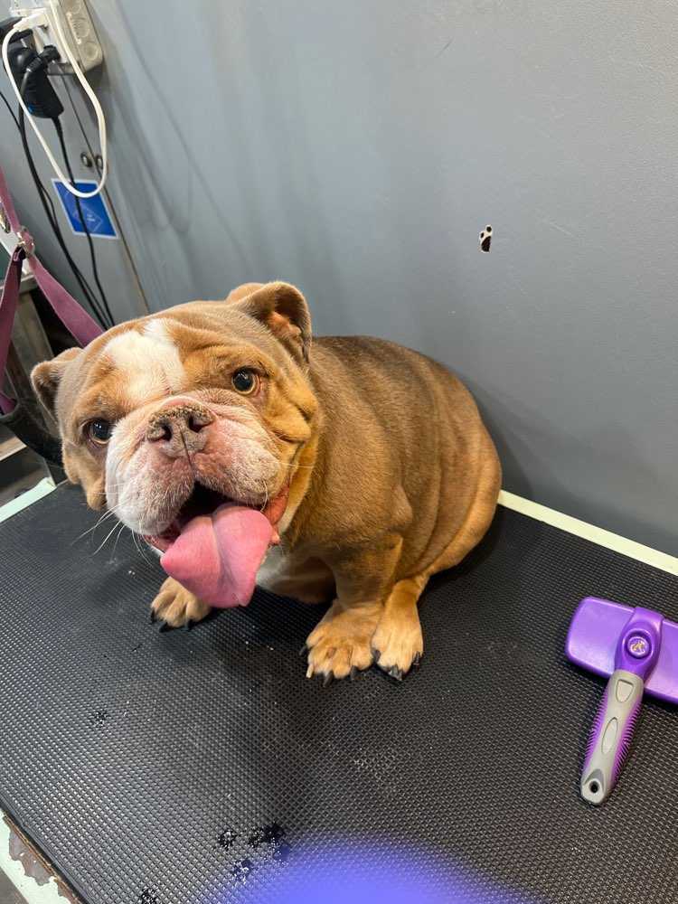 Gracie