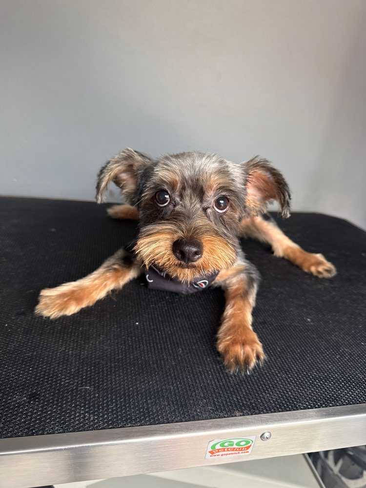 Duke