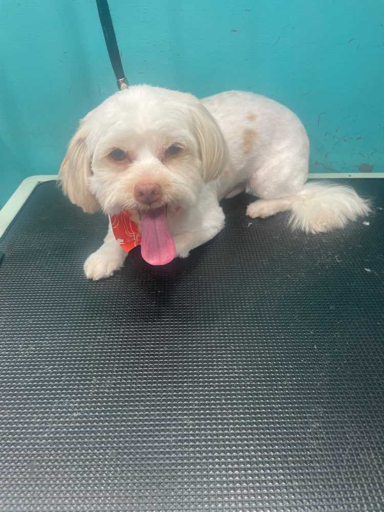 Dog Pet Photo