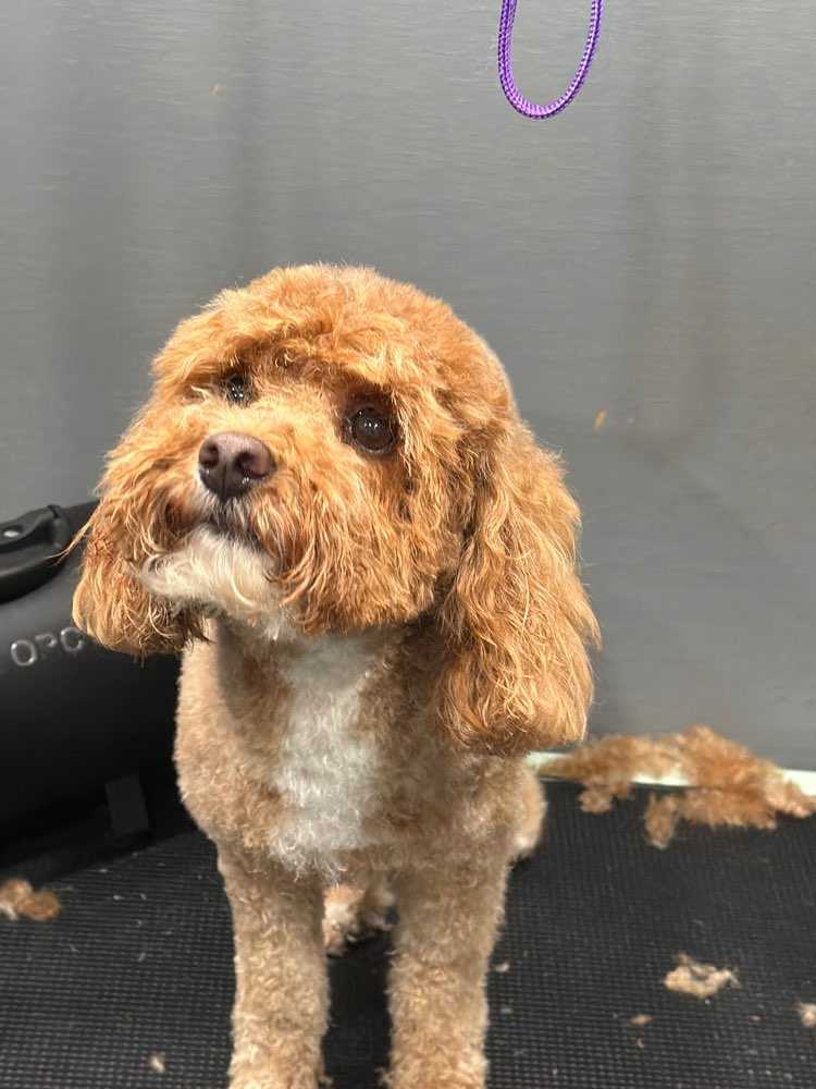 Pet