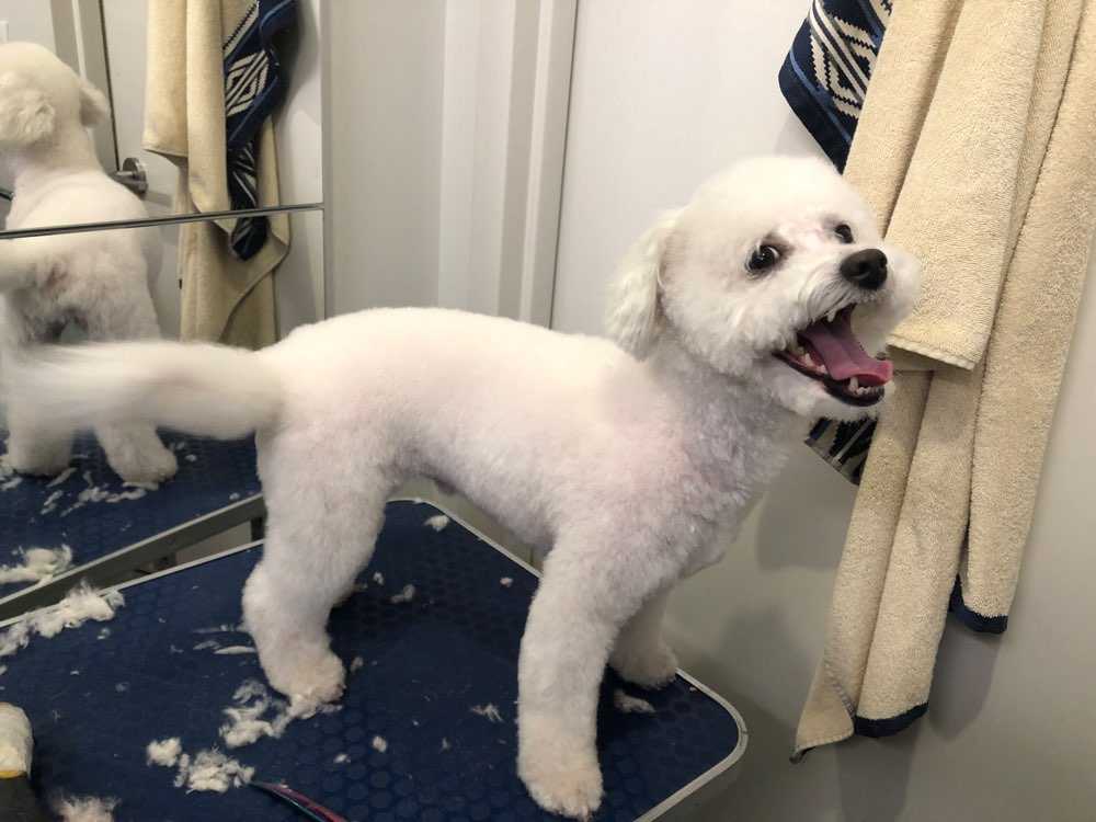 Dog Pet Photo