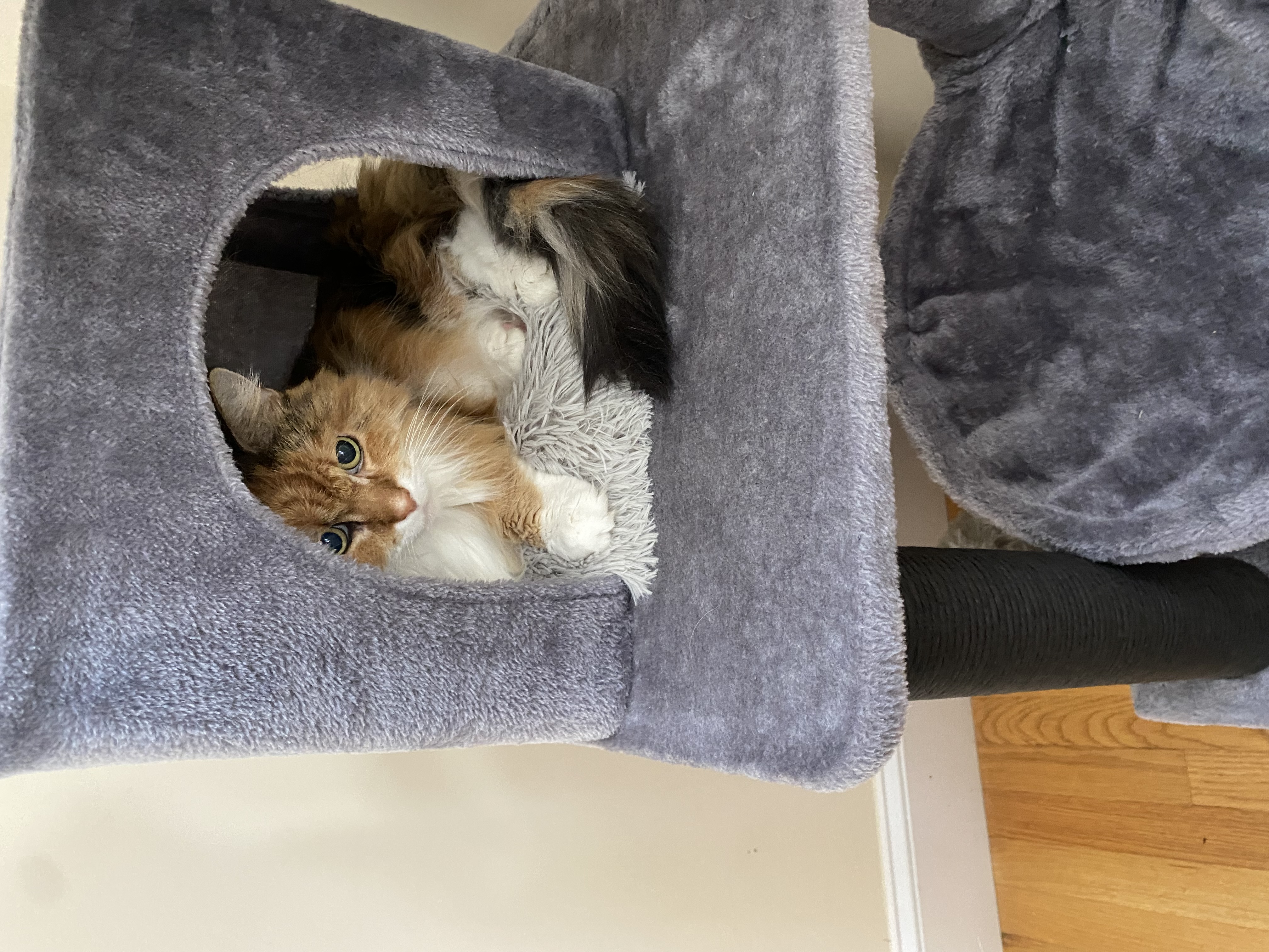 Dog Pet Photo