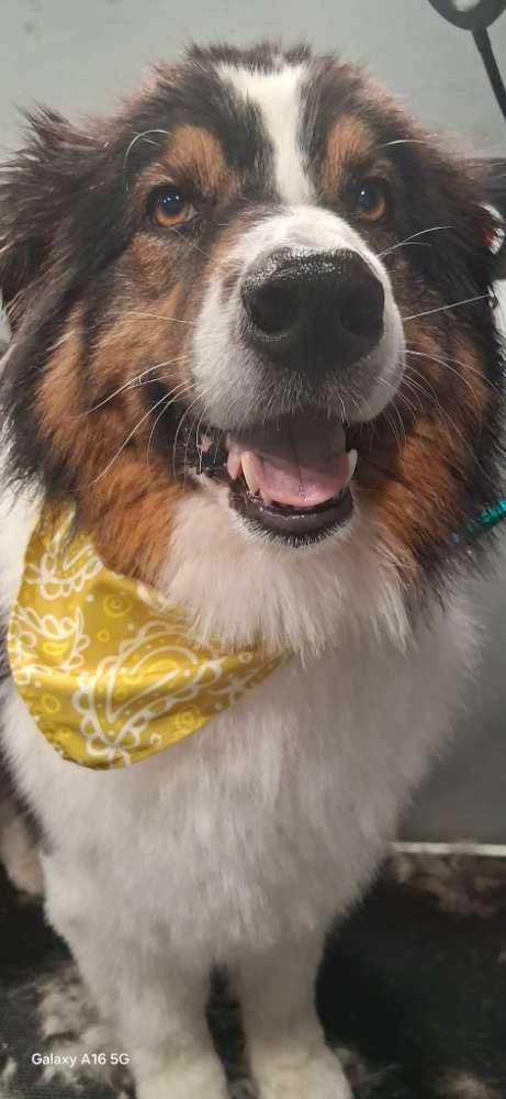 Dog Pet Photo
