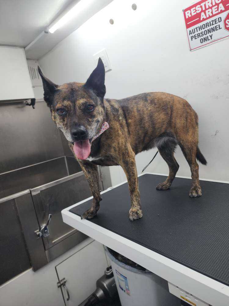 Pet