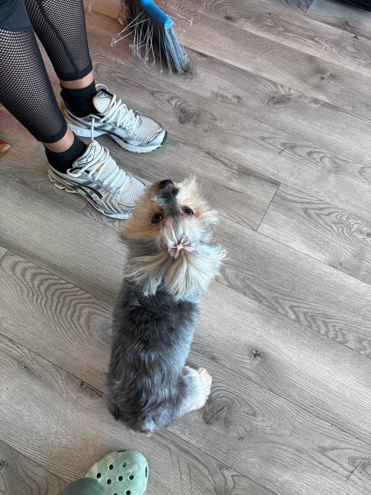Pet Profile