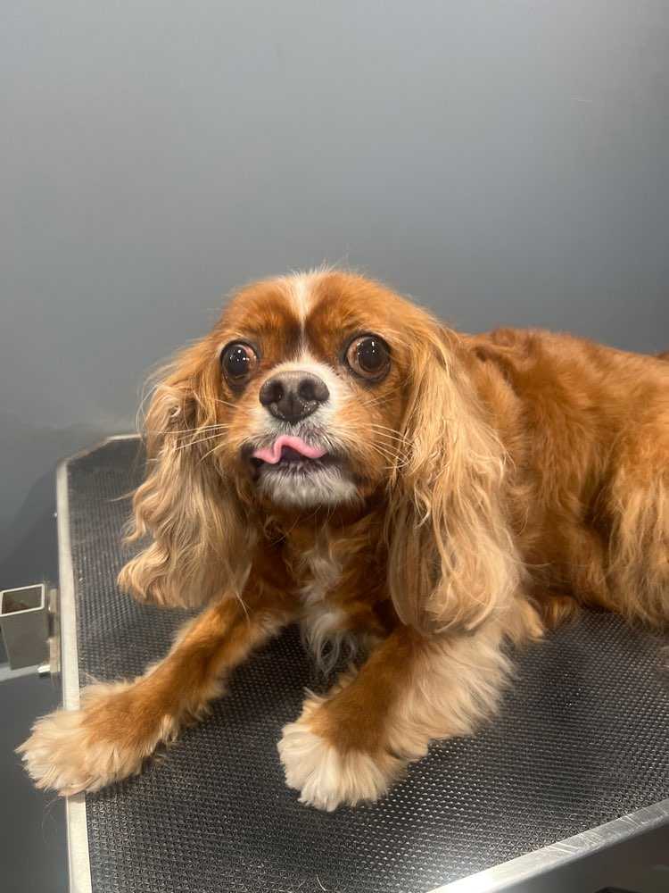 Dog Pet Photo