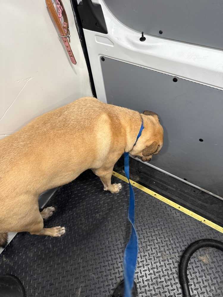 Bruno